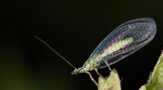 Close-up of a lacewing perched on a plant