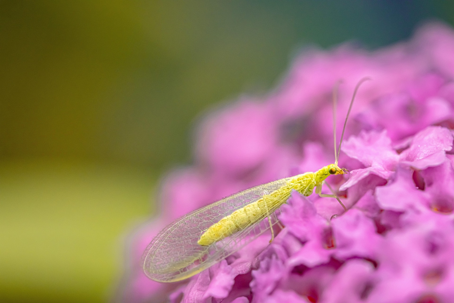 Green adult lacewing on a pink flower