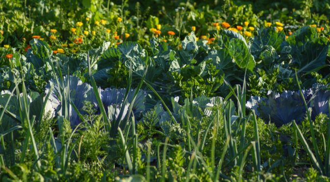 Summer Sowing for Fall Crops for Beginners