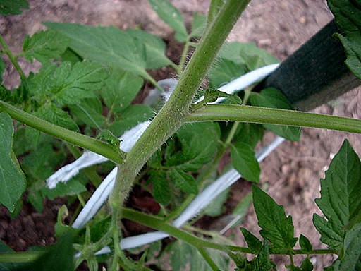 A tomato plant with suckers growing at the base of each branch