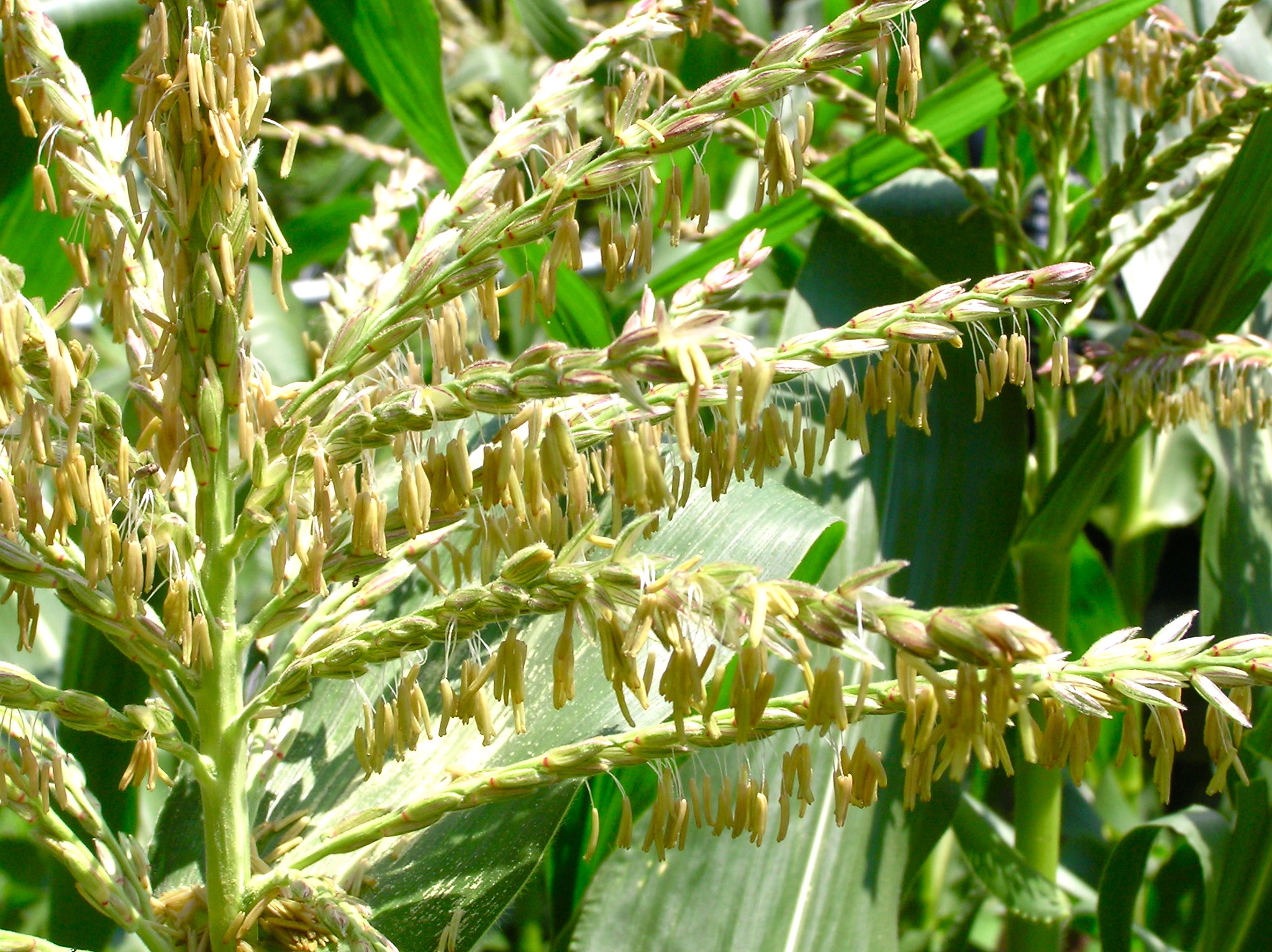 A corn tassel