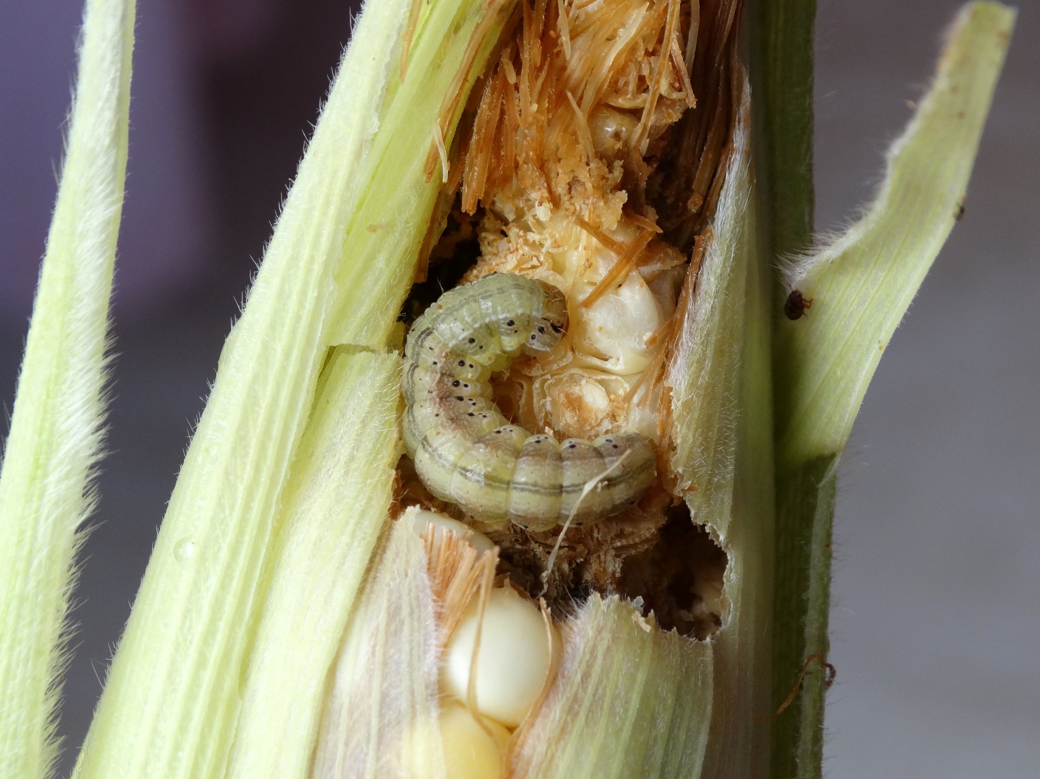 Corn Earworm (Helicoverpa zea)