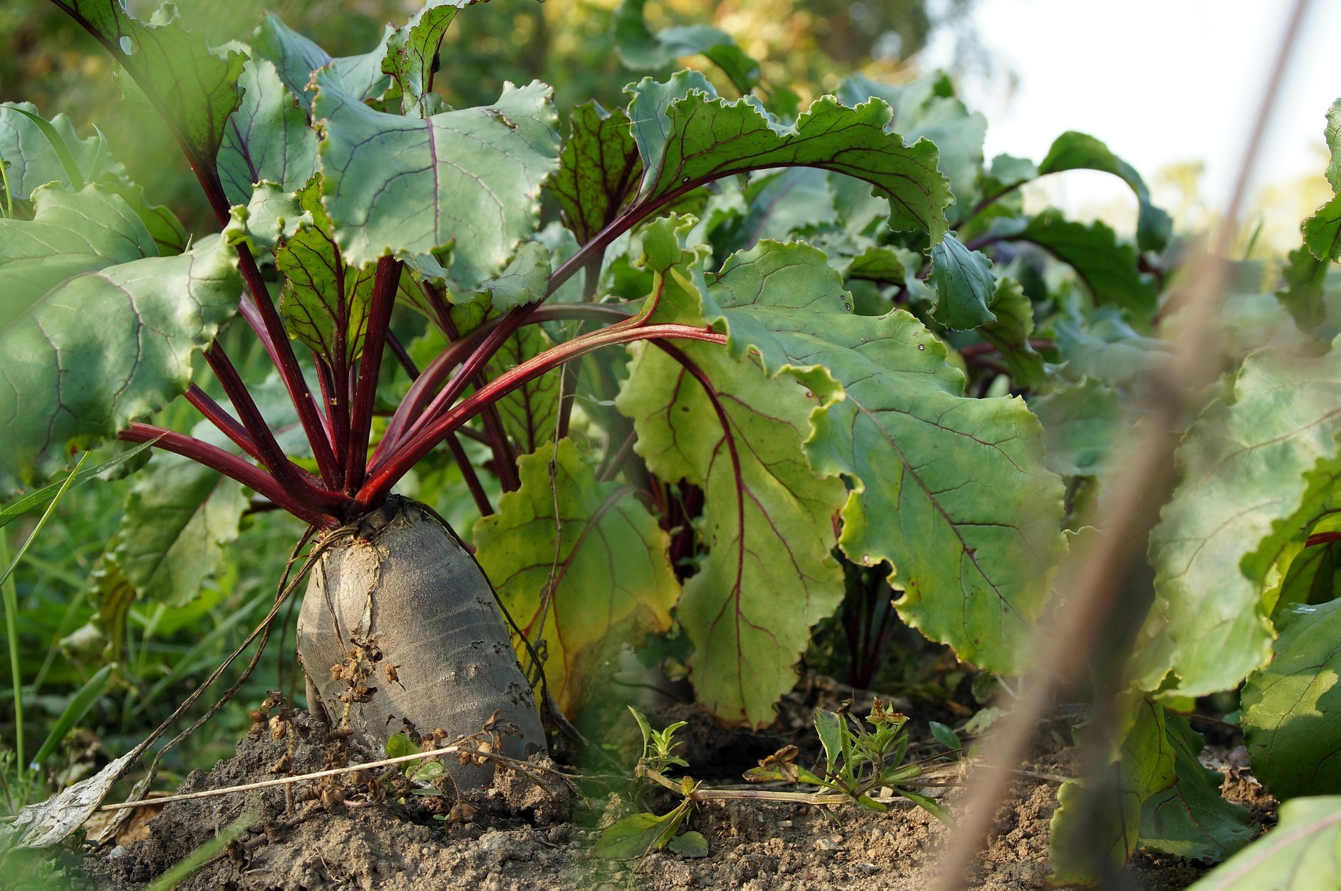 A large beet sticking out in the soil at the front of a row of beets
