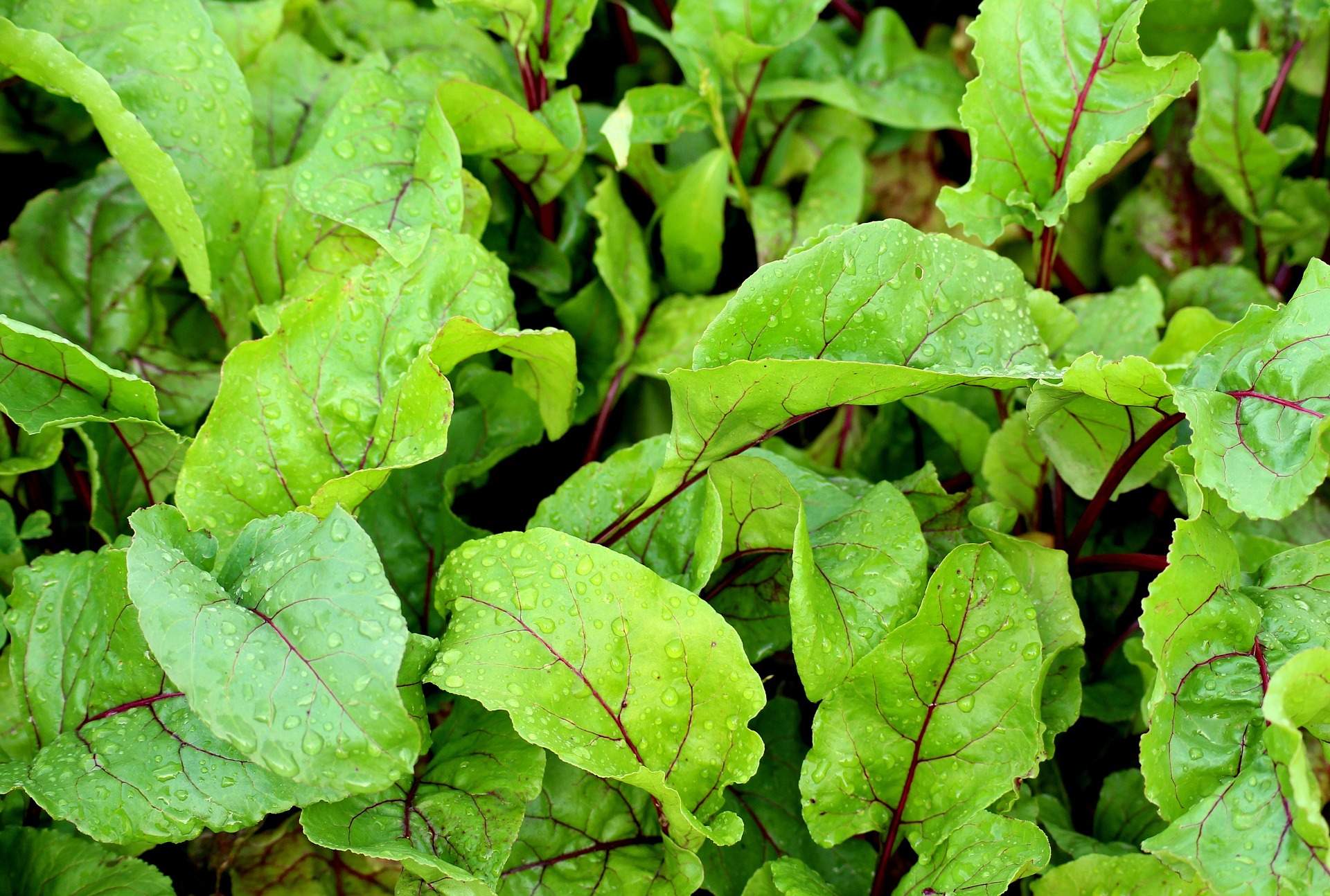 Beet greens