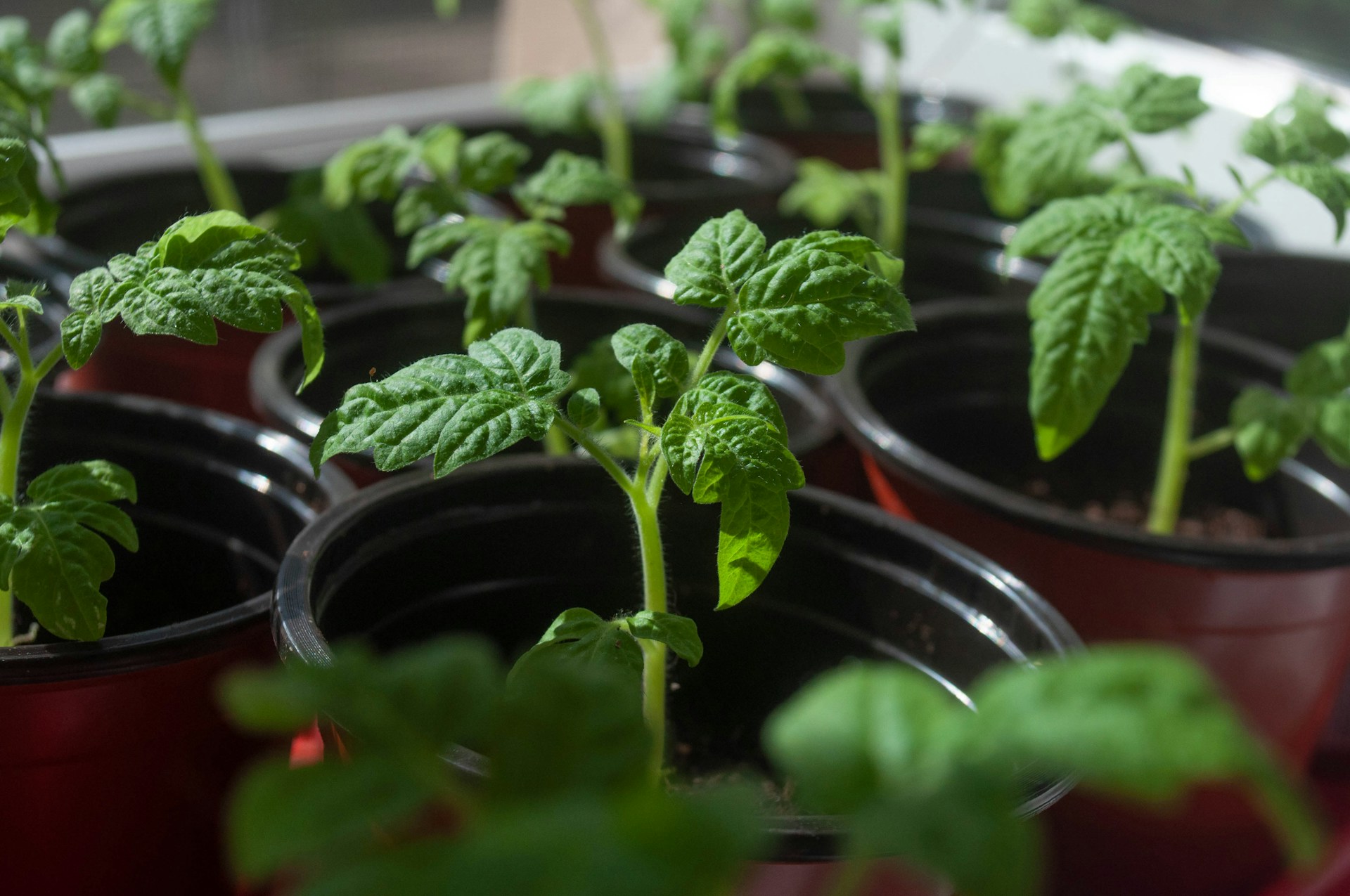 Many tomato seedlings in small pots