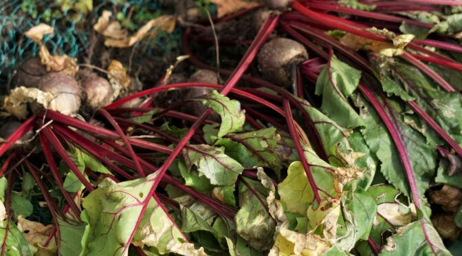 Better Beets: Tips for Growing Beets