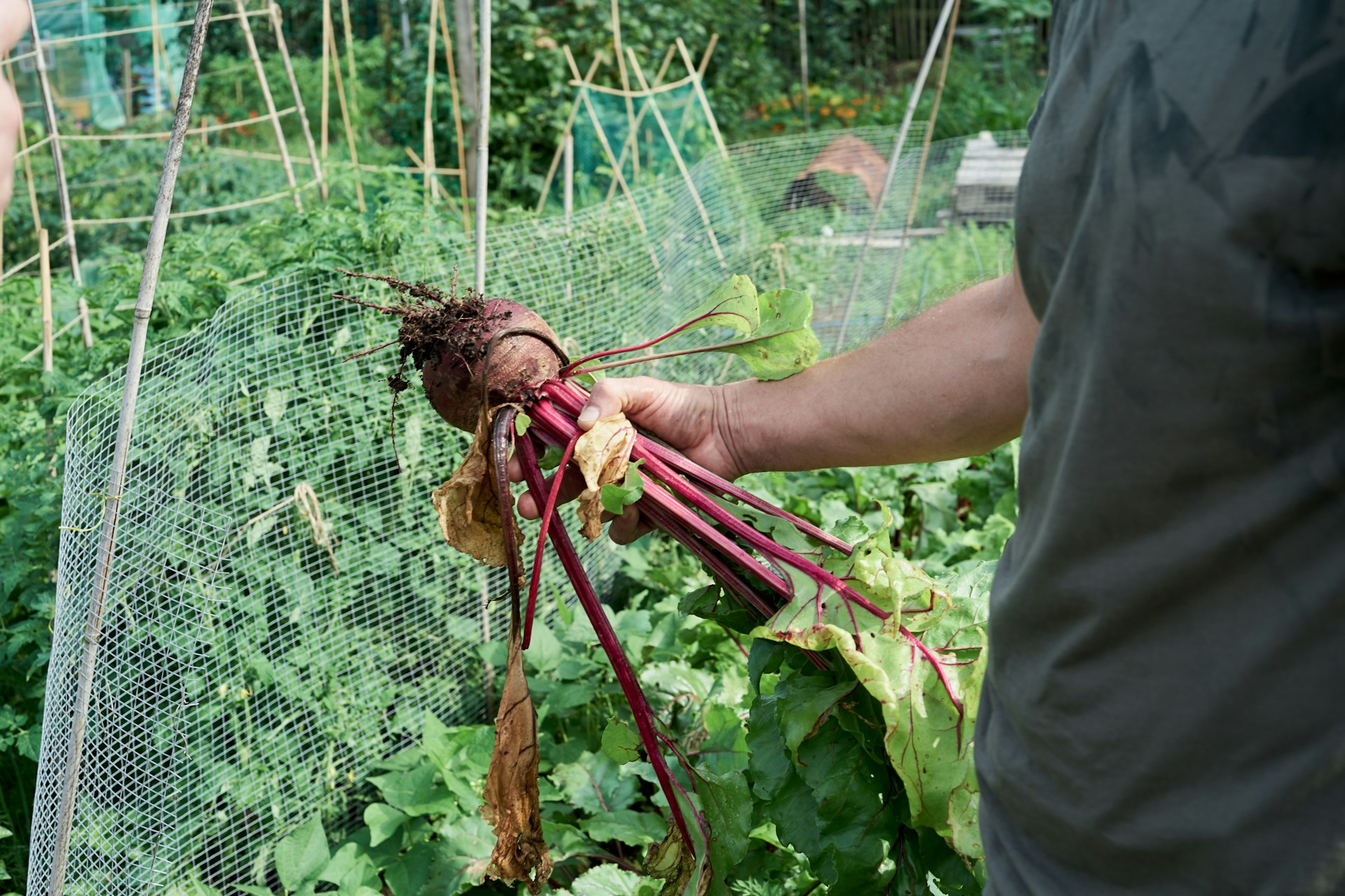 A person holding a beet in front of a garden
