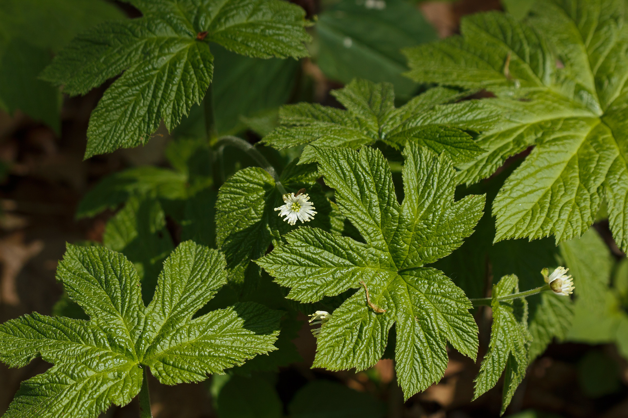 Goldenseal (Hydrastis canadensis)