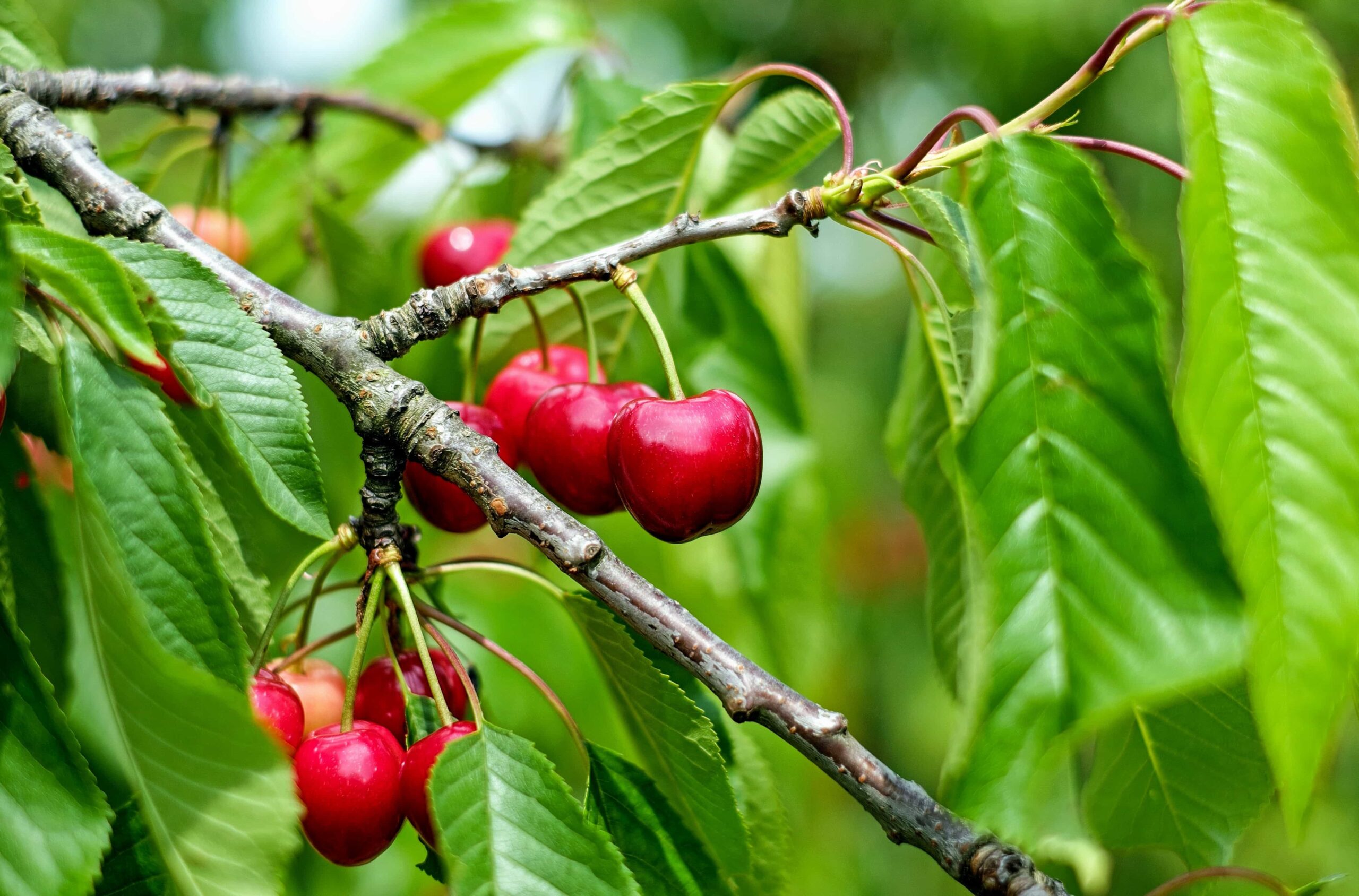Cherry tree branch with red cherries