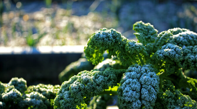 Kale with frost on the leaves
