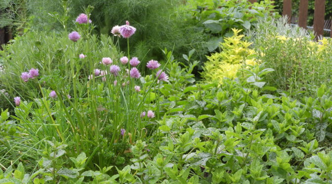 Perennial herb garden