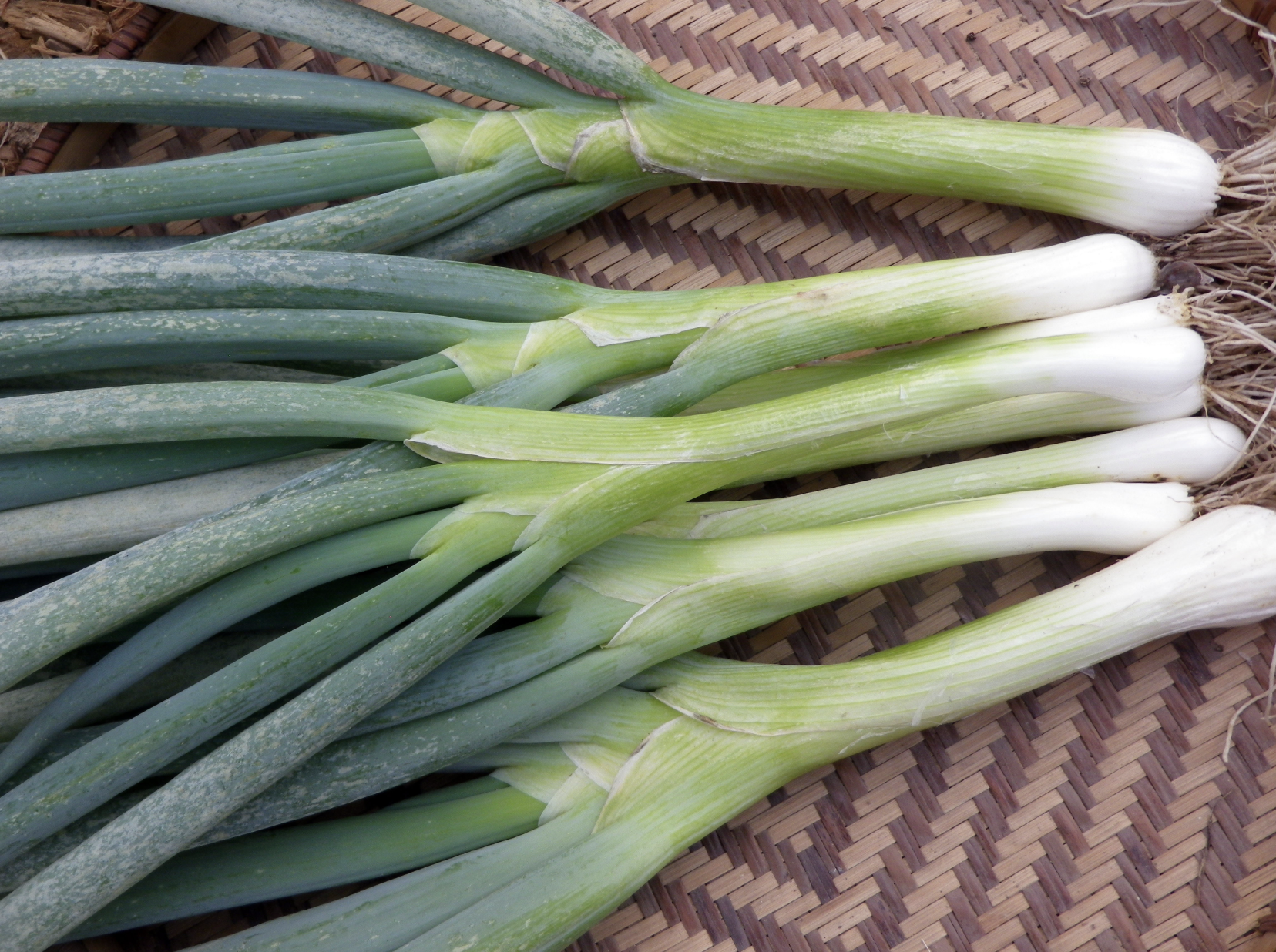 Tokyo Long White Bunching Onion