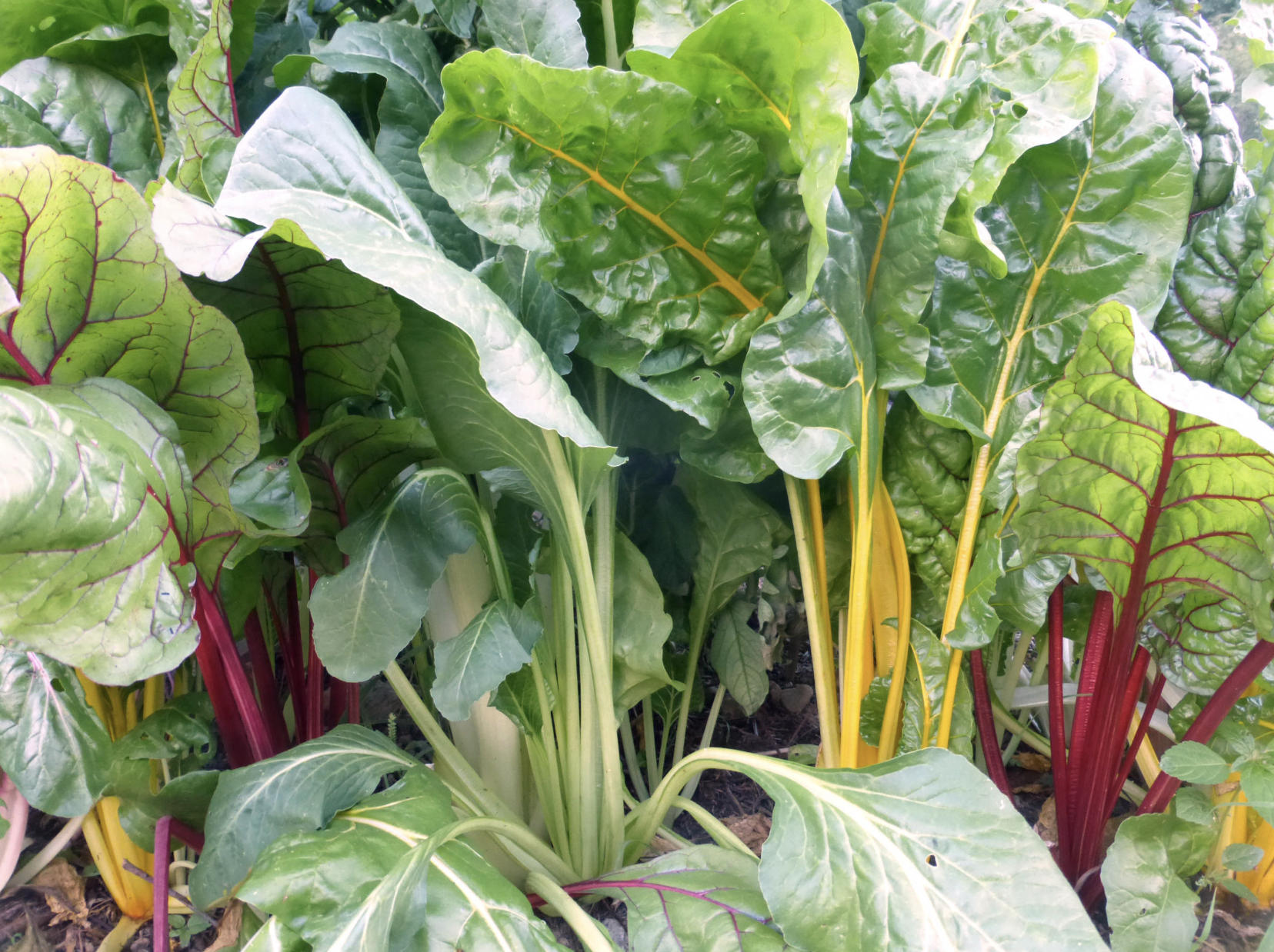 Prismatic Rainbow Chard