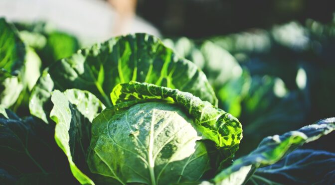 How to Grow Fall Brassicas in Hot Weather