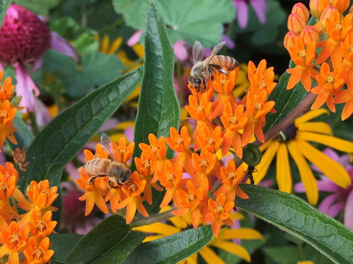 Honeybees on a Butterfly Weed Bloom with other flowers in the background