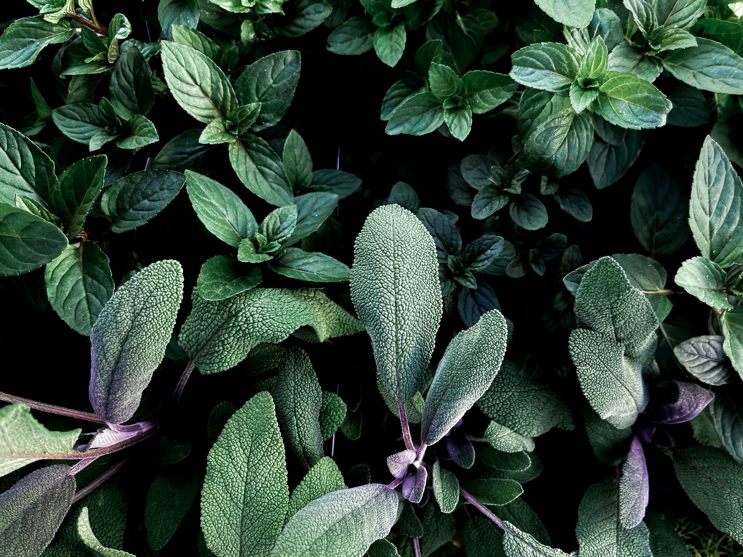 Oregano and Sage Perennial Herb Plants