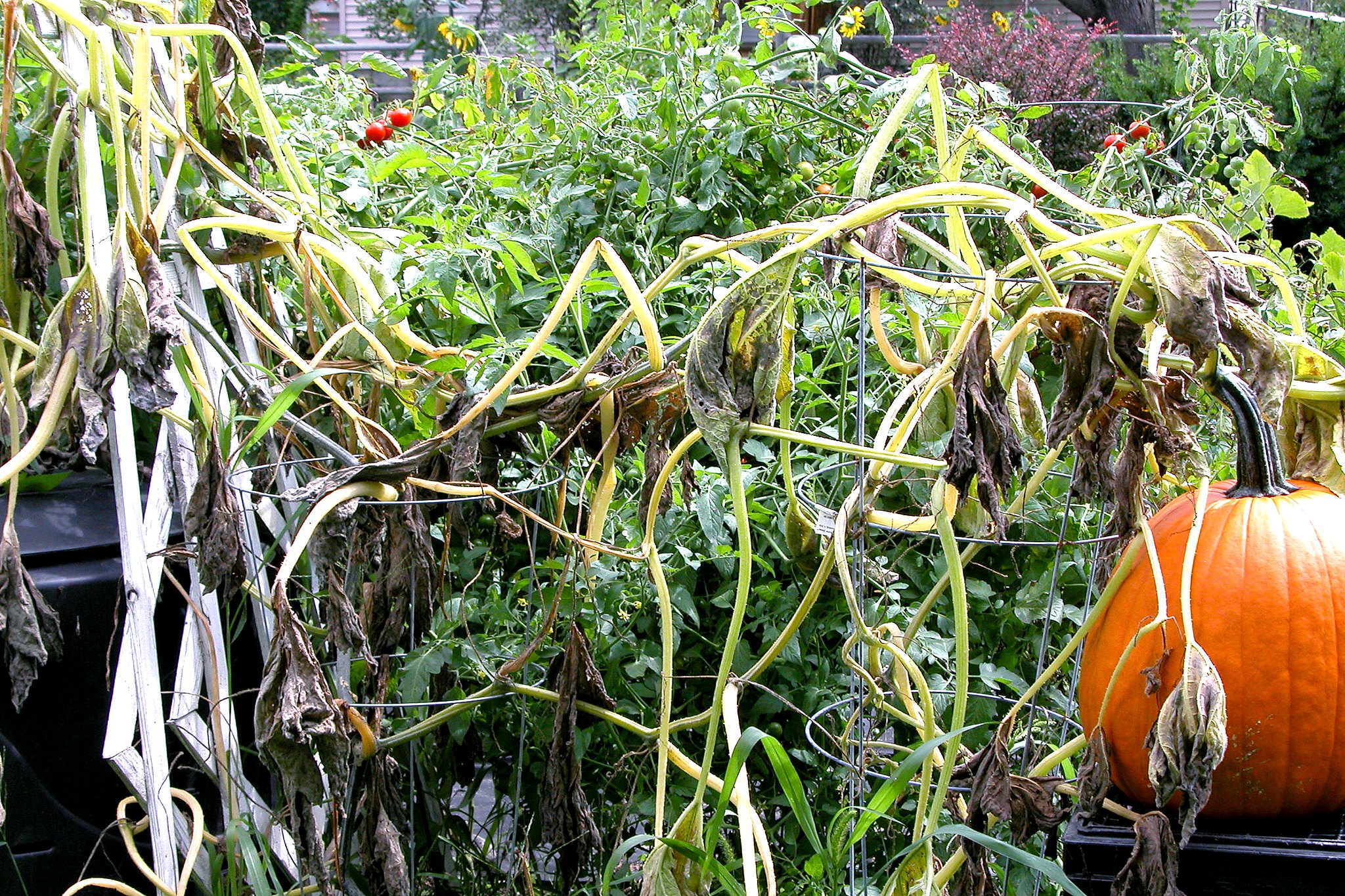 A orange pumpkin on a dead vine with tomatoes in the background
