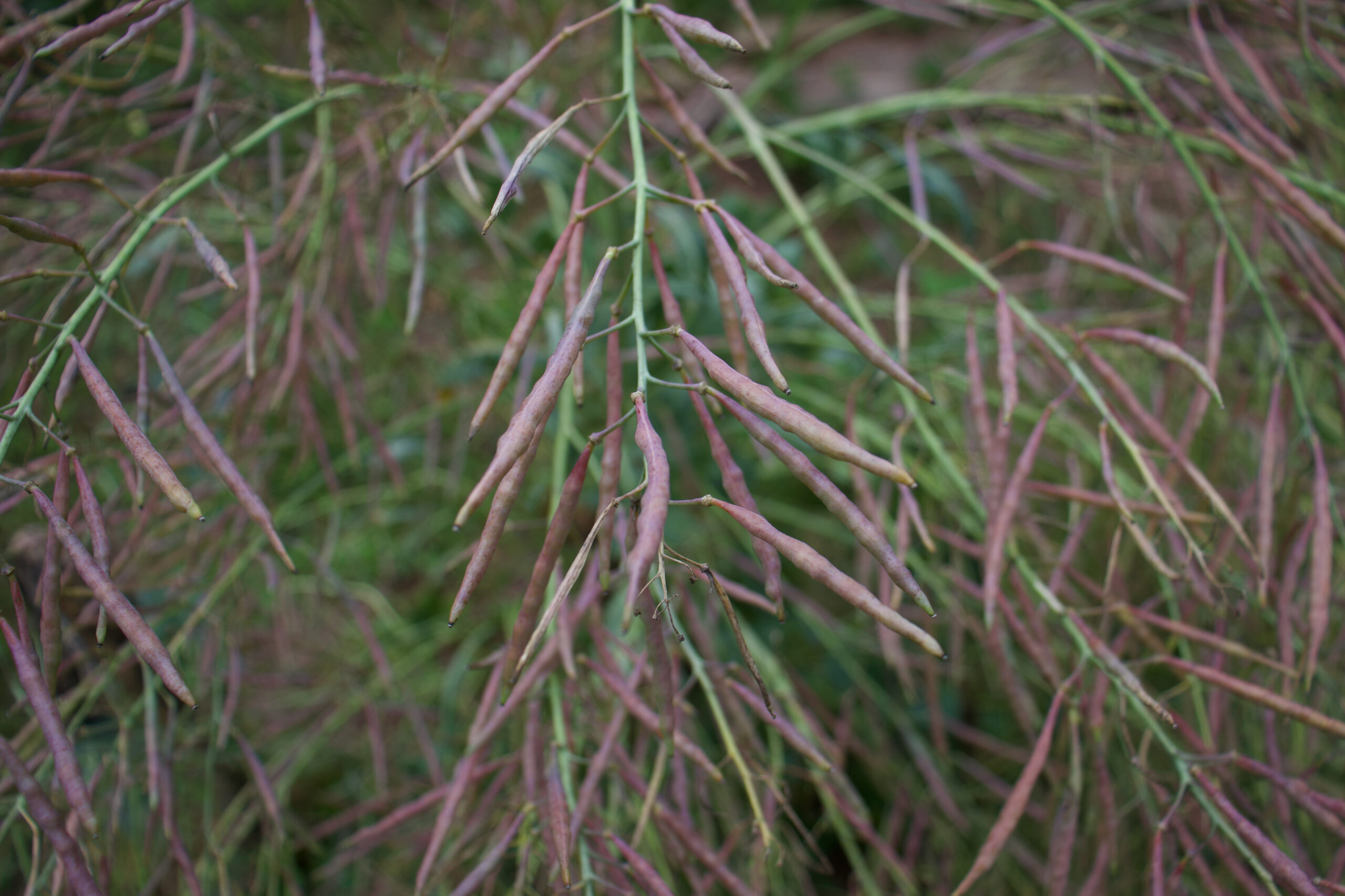 Collards Seed Pods
