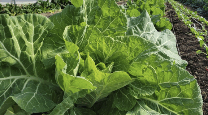 Minnie Mizelle Collards in a greenhouse