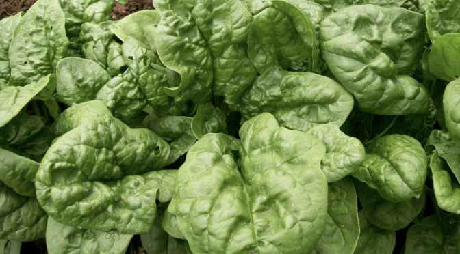 Long Standing Bloomsdale Spinach