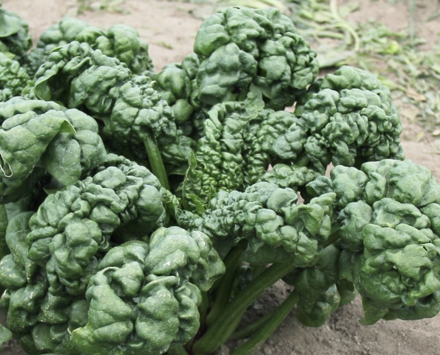 Abundant Bloomsdale Spinach (winter spinach)