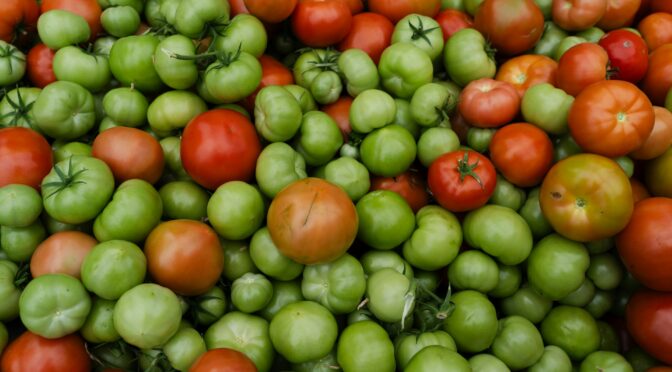 A pile of tomatoes in various stages of ripeness from green to red