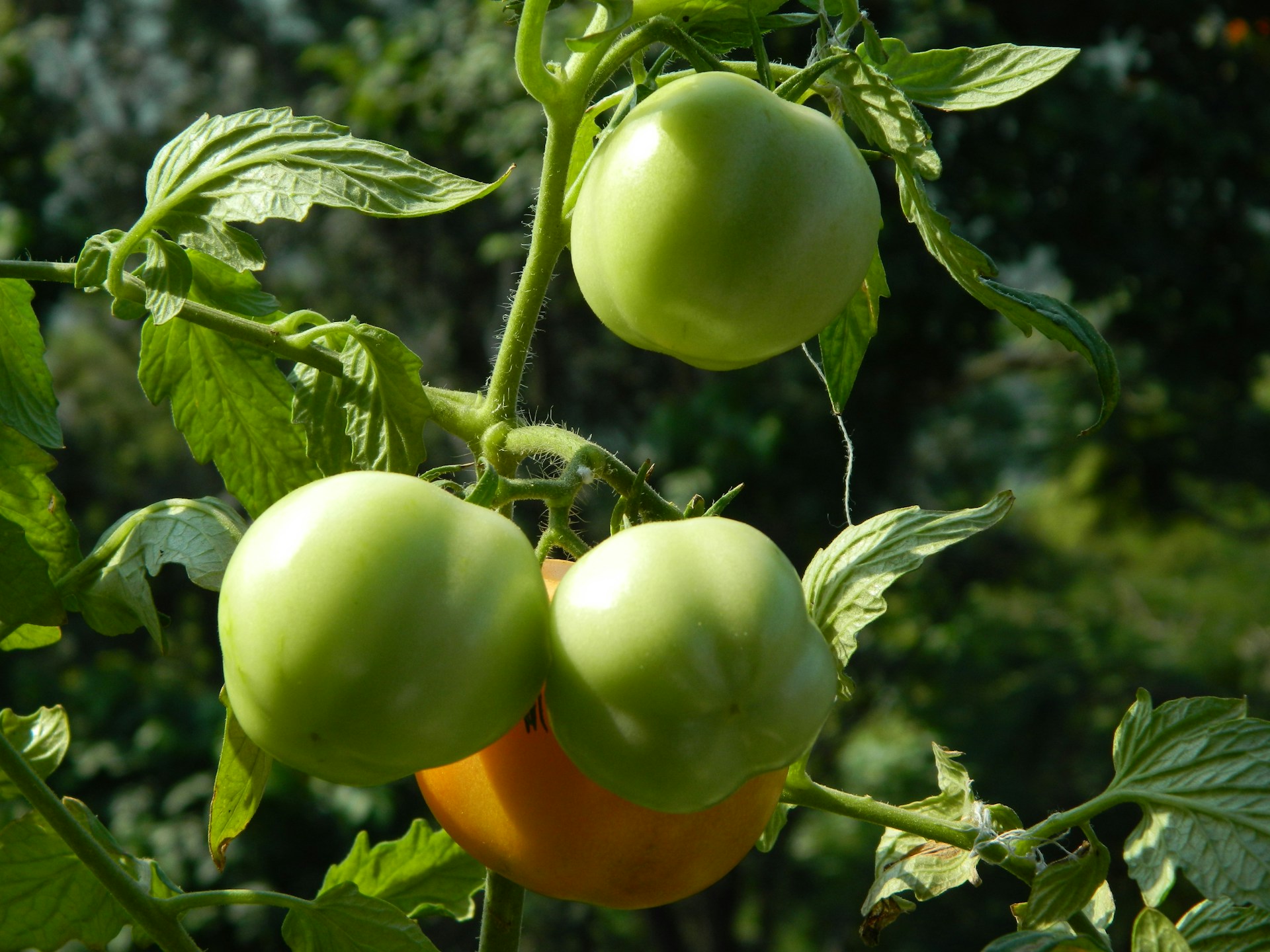 Green tomatoes on a plant