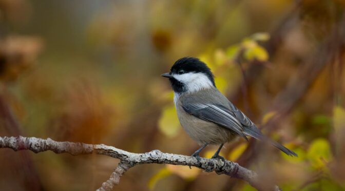 Black-capped Chickadee on a branch with autumn foliage in background