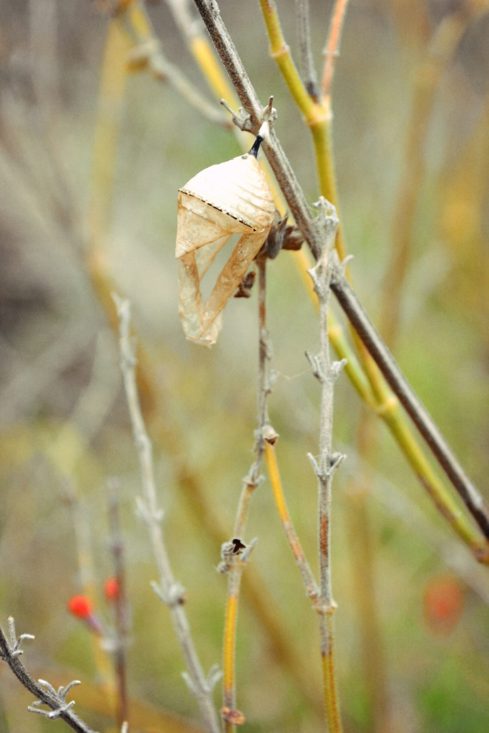 Stem with butterfly chrysalis