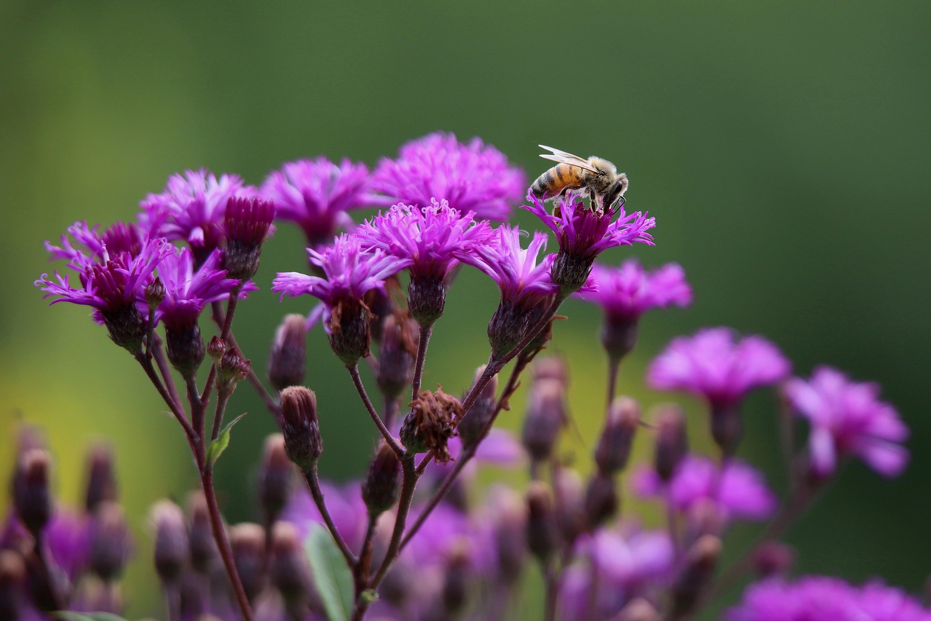 Honeybee on a cluster of ironweed