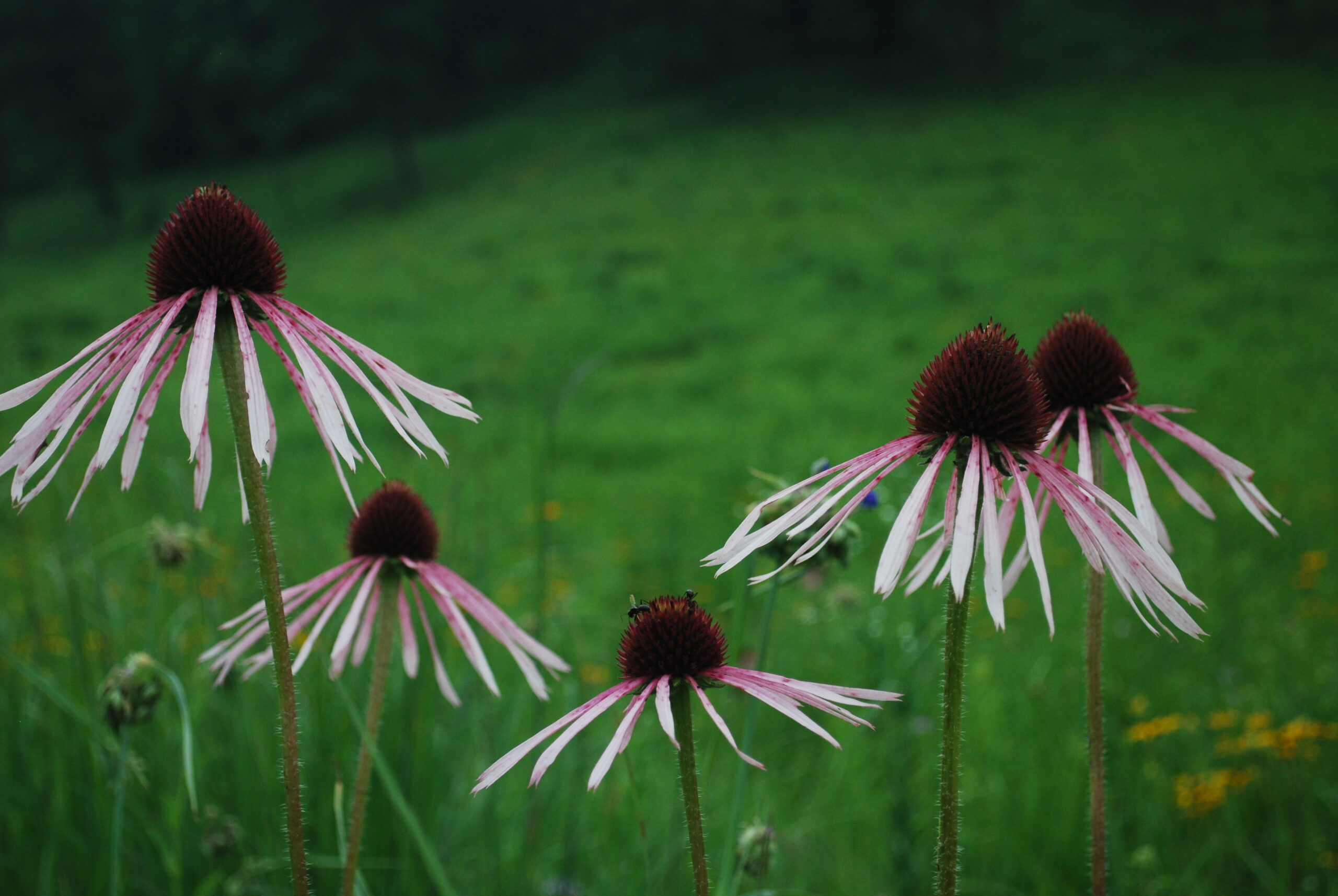 Echinacea pallida blooms