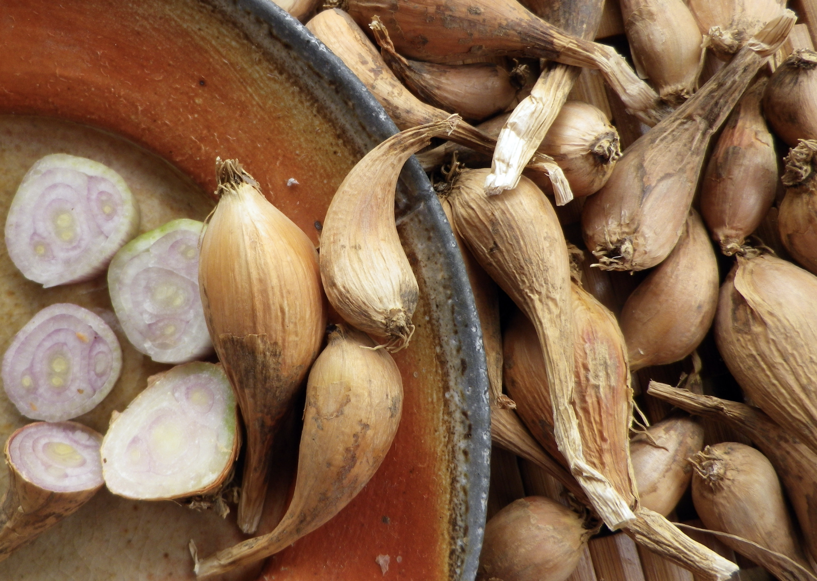 Grey Griselle Shallot
