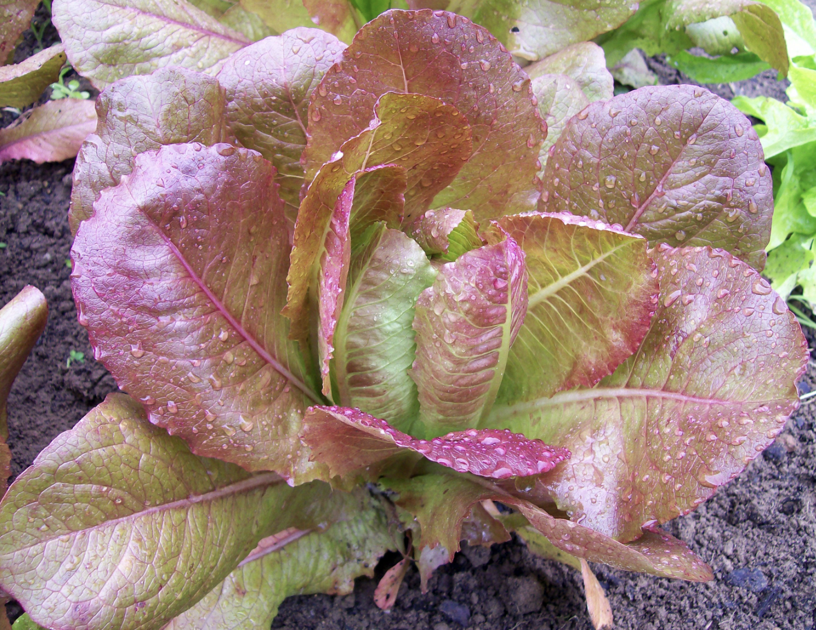 Rouge d’Hiver (Red Winter) Romaine Lettuce