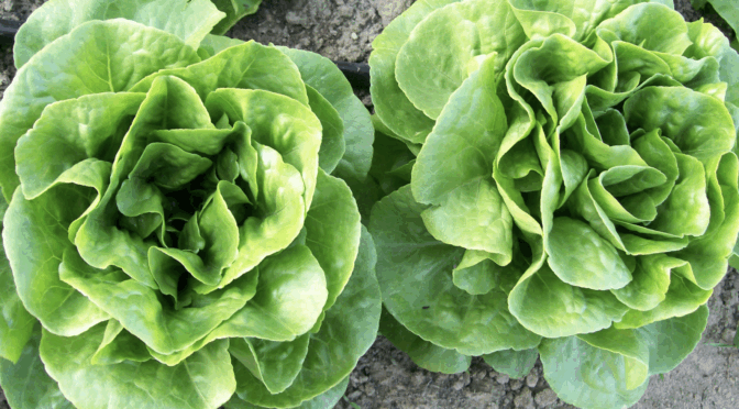 Winter Density Buttercos Lettuce