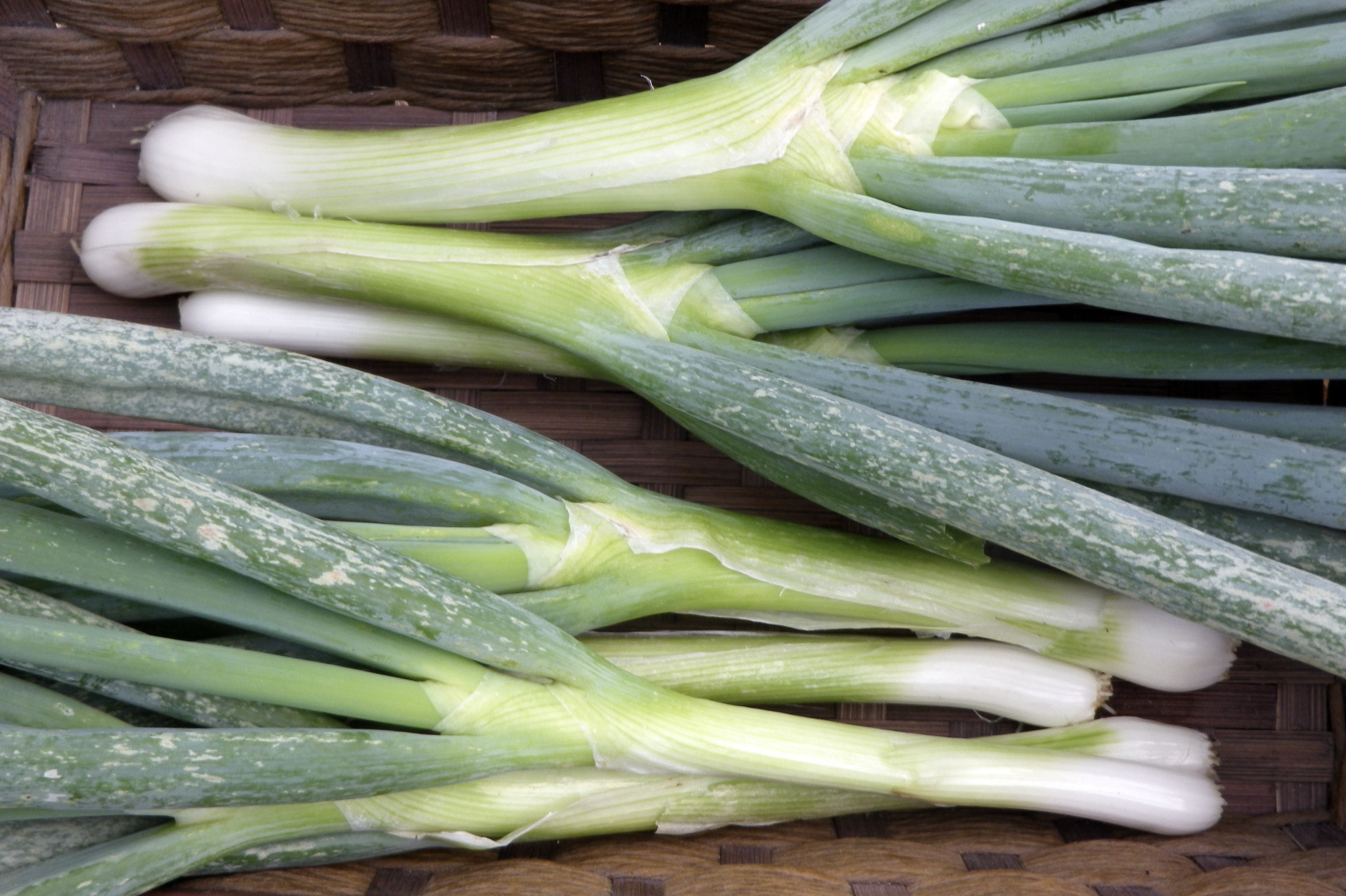 White Spear Bunching Onions