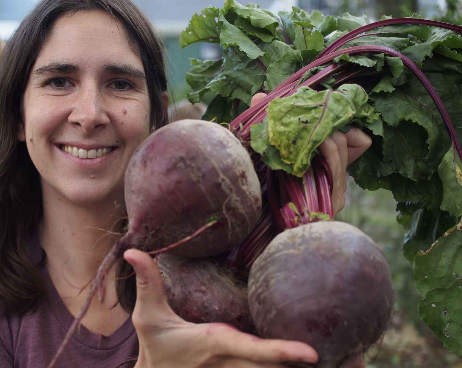 Lutz Green Leaf (Winter Keeper) Beet