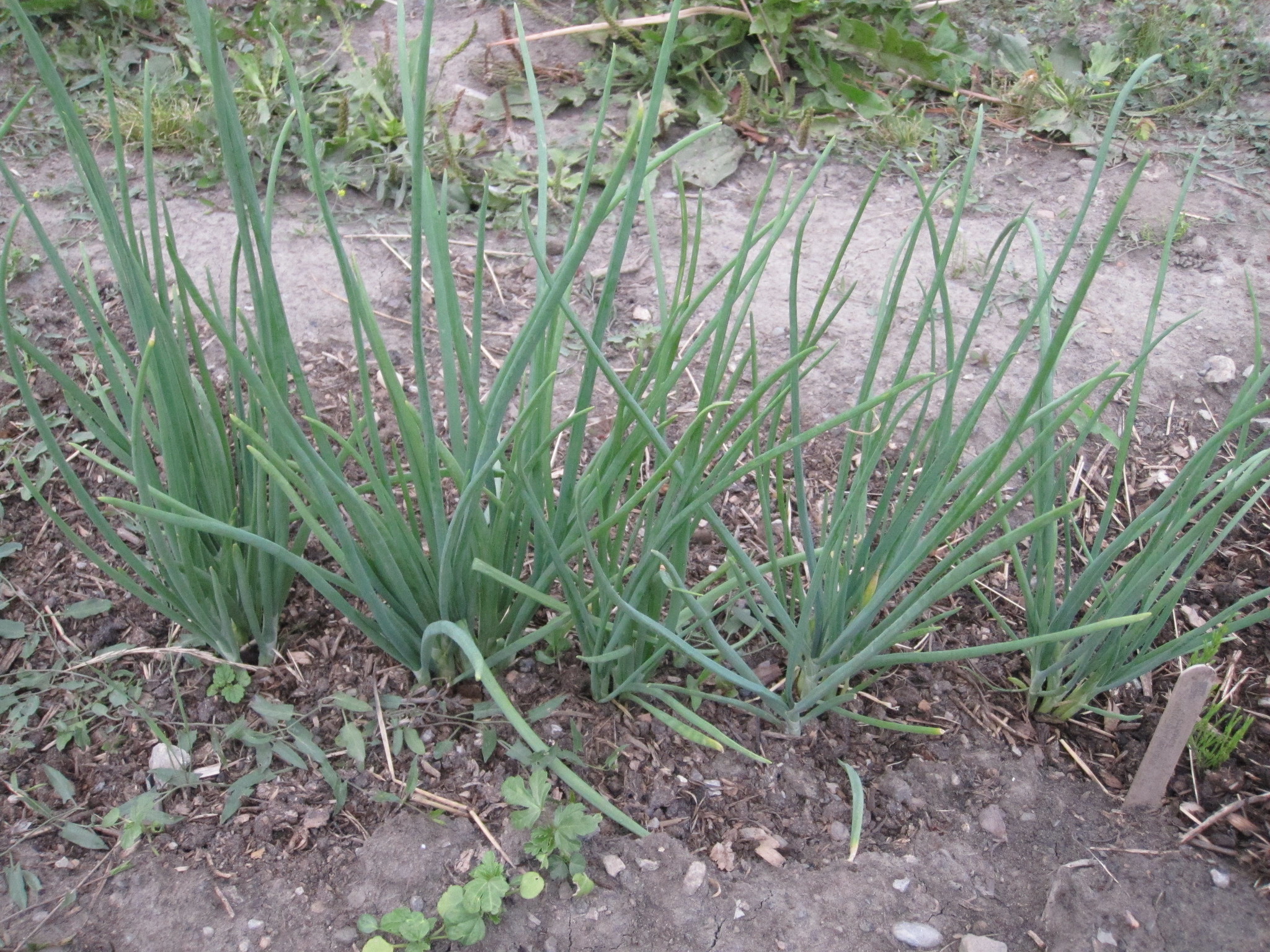 Shallot Plants