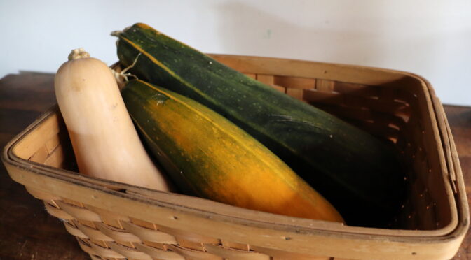 One butternut squash and two overlarge zucchini in a basket for saving squash seed