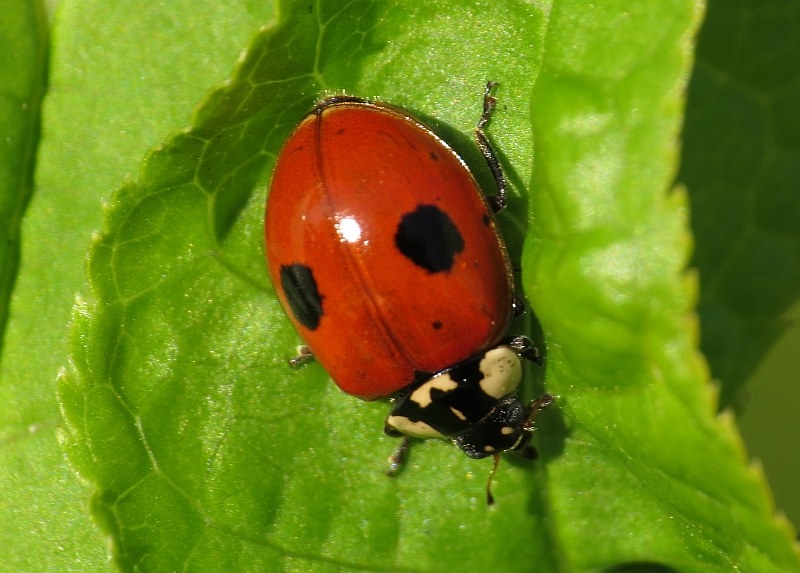 two-spotted lady beetle (Adalia bipunctata) on a leaf