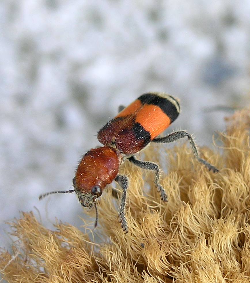 Orange-Banded Checkered Beetle (Enoclerus ichneumoneus)