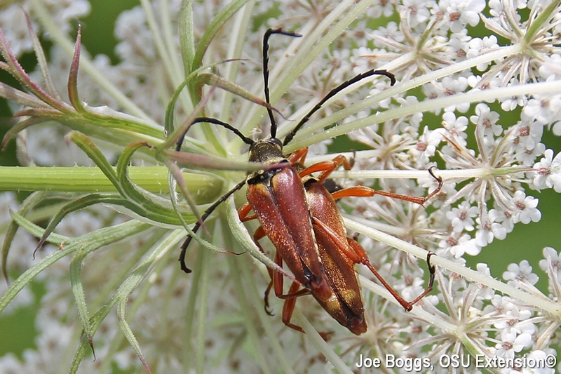flower longhorn beetles