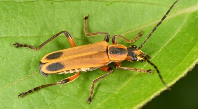 A margined leatherwing (a type of beneficial beetle) on a leaf