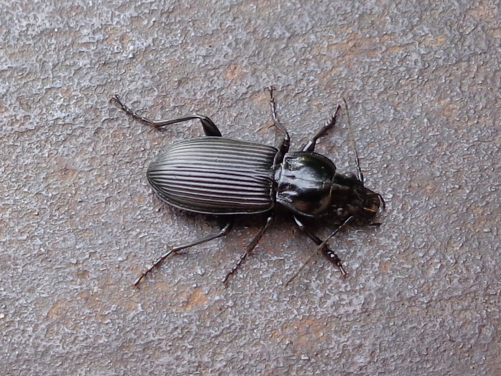 black Pterostichus melanarius (beneficial beetle) on stone
