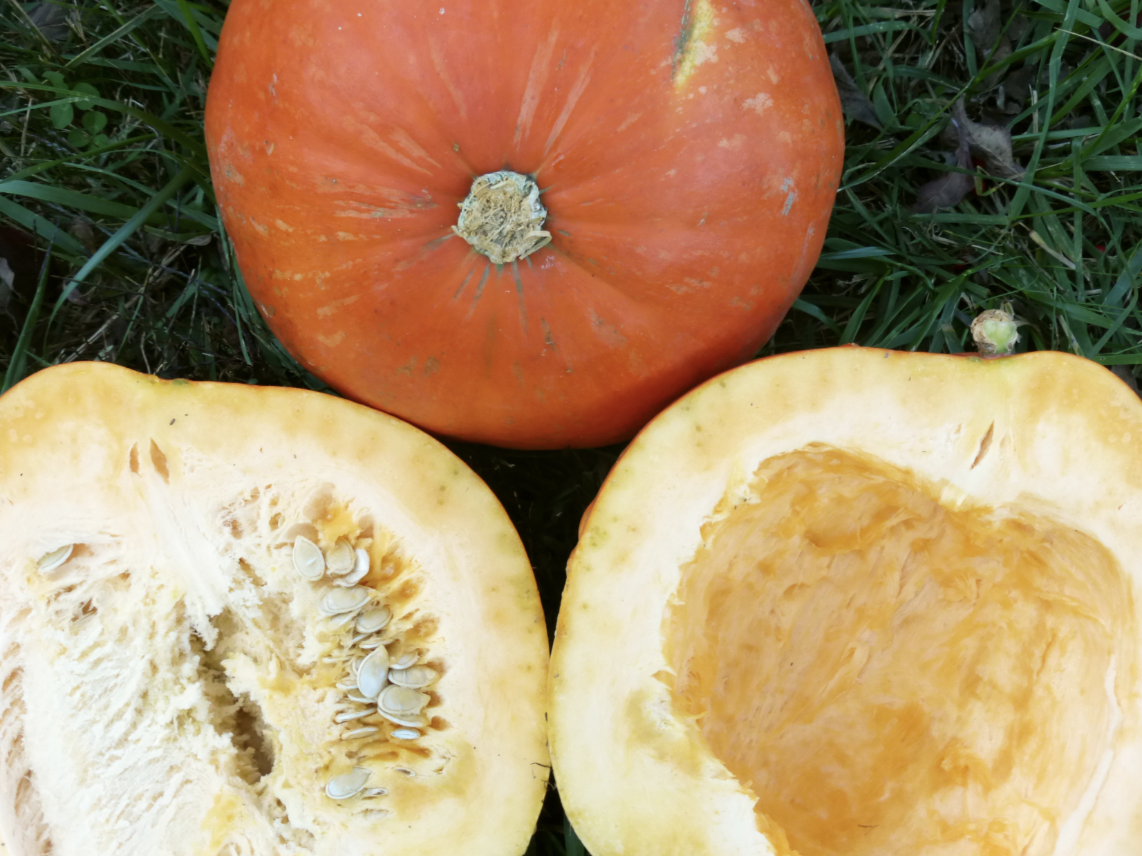 Big Max Pumpkins, one whole one sliced in half