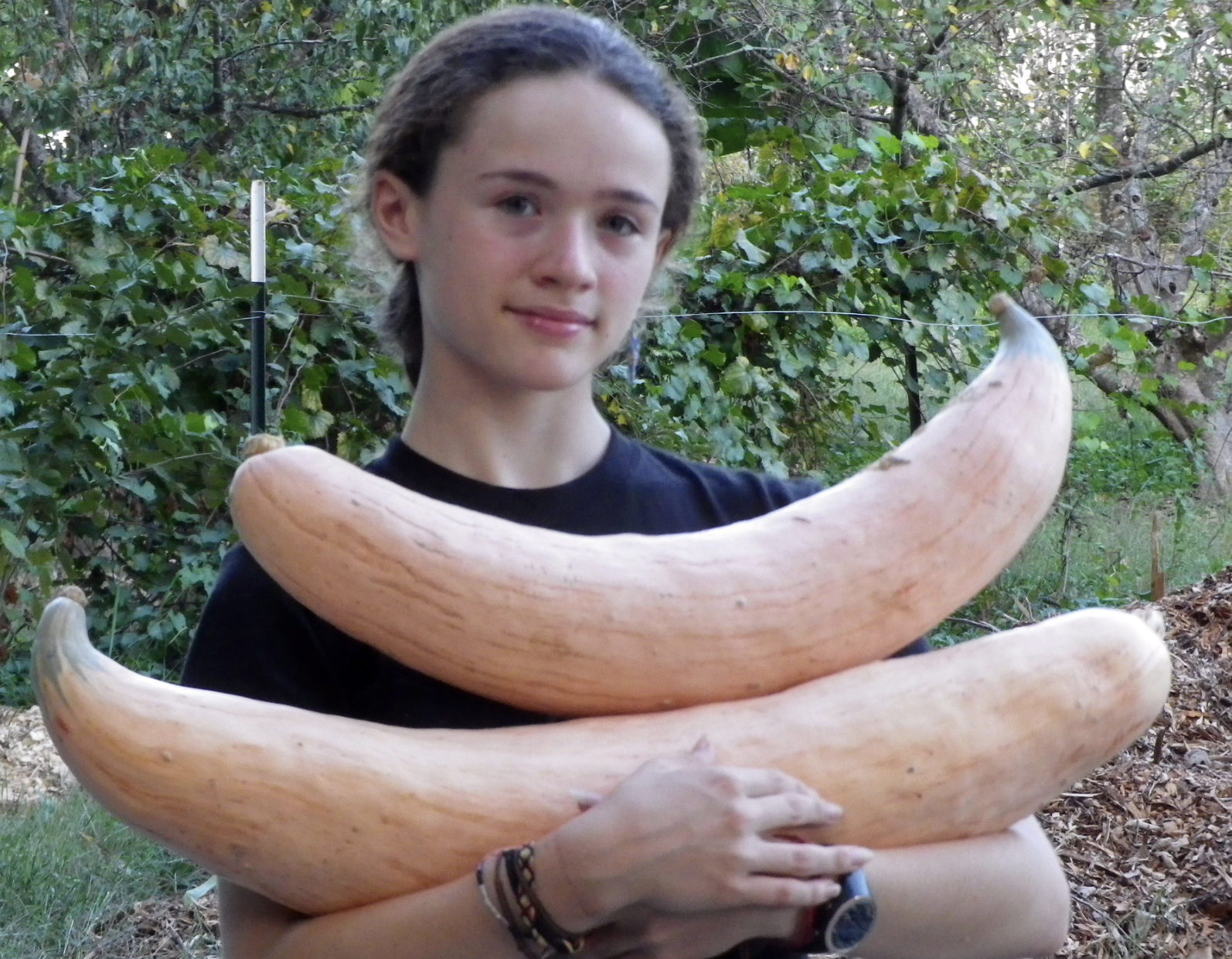 North Georgia Candy Roaster Winter Squash