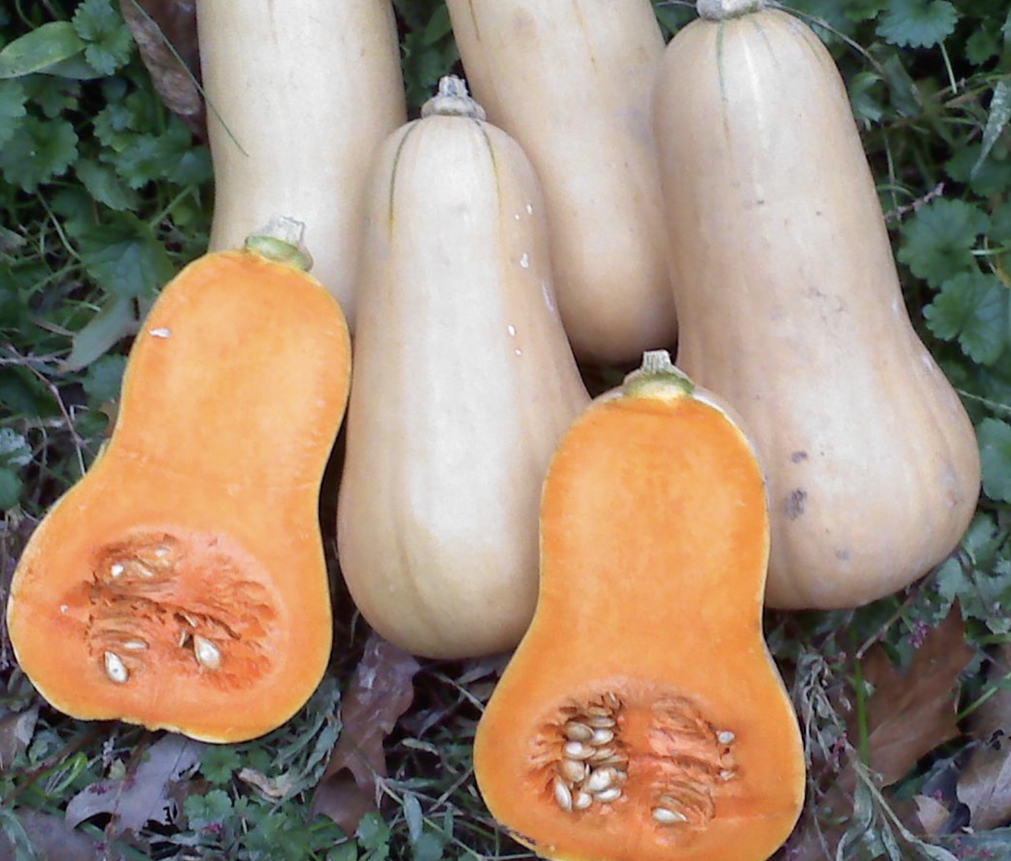 Burpee’s Butterbush Winter Squash