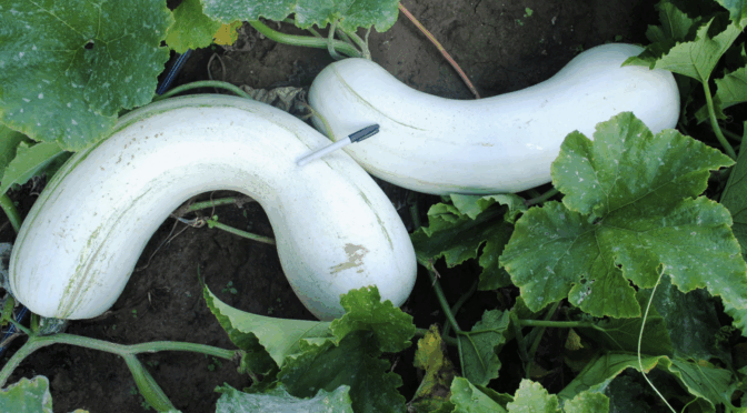 Illinois (White Crookneck Pumpkin) Winter Squash