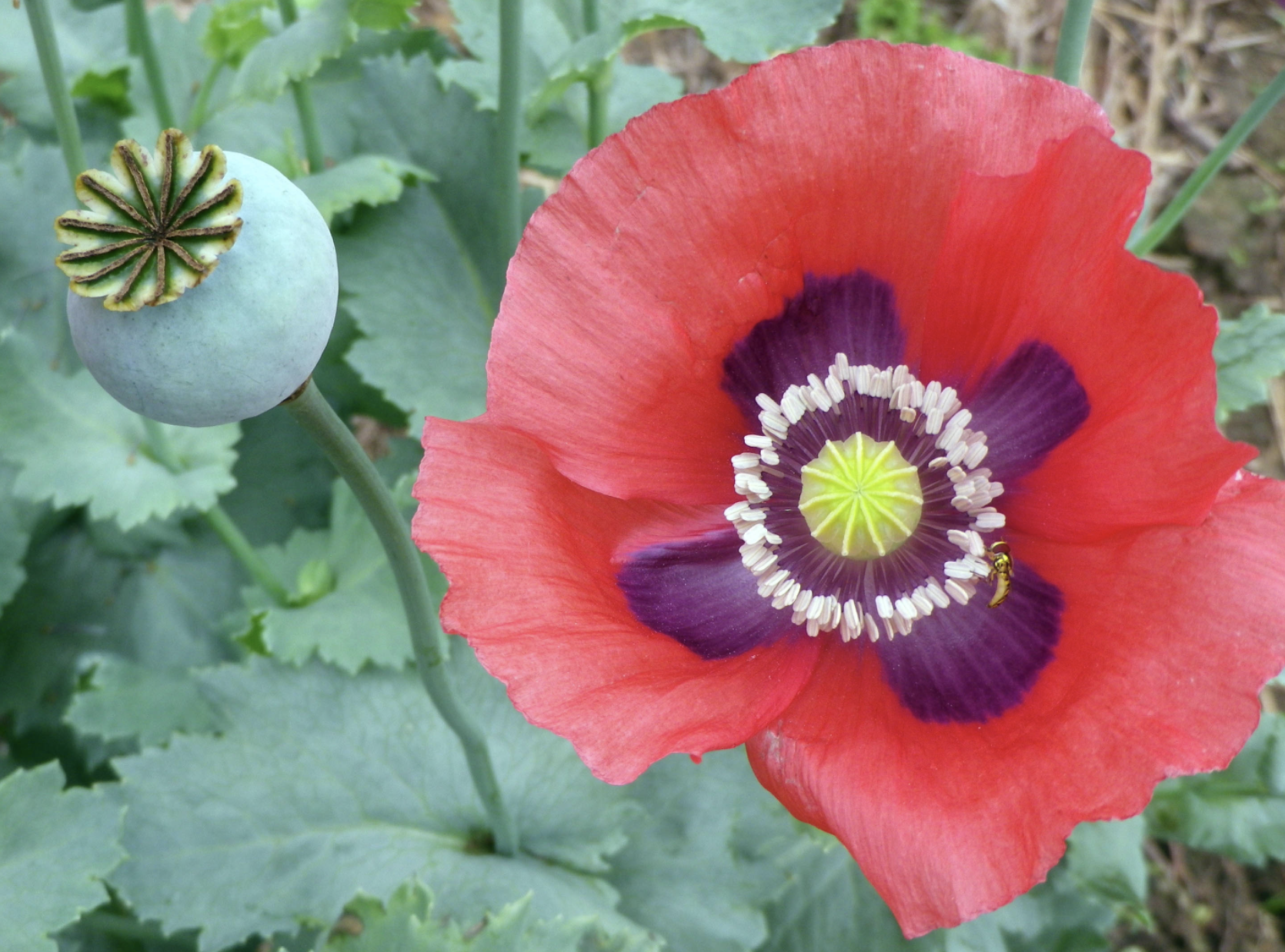 Charlottesville Old Breadseed Poppy