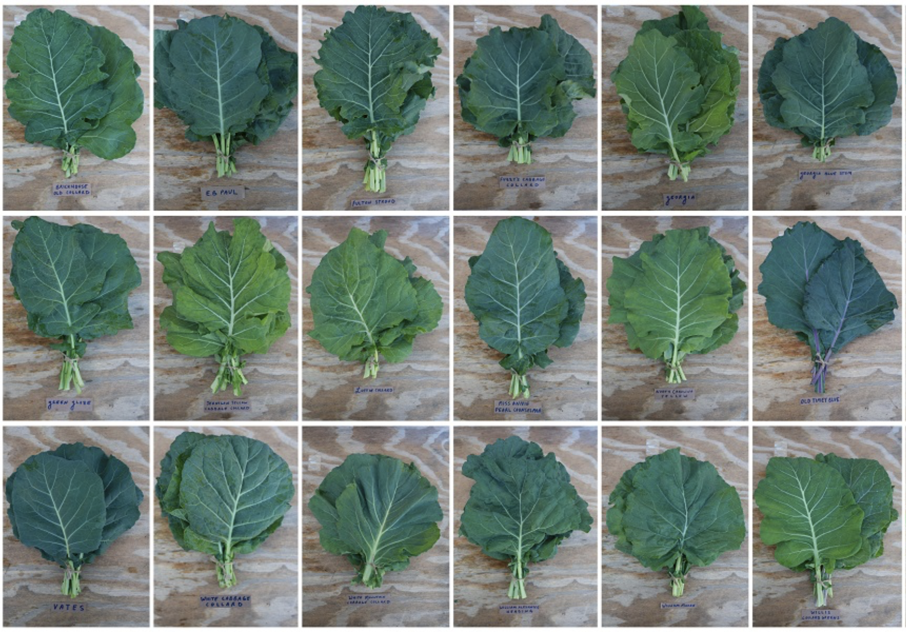 Utopian Ultracross Collard leaves