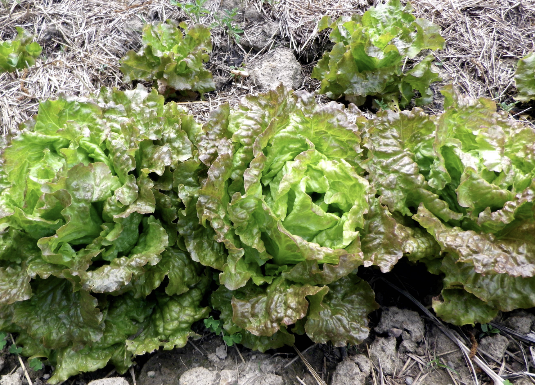 Drunken Woman Looseleaf Lettuce